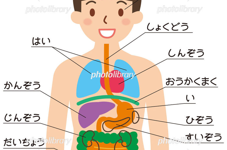 慢性内臓